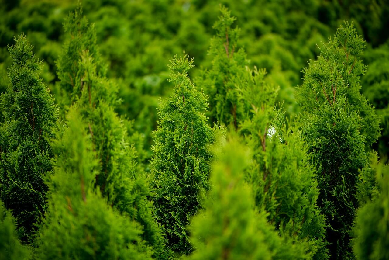 Zdjecie szkółki Begonia